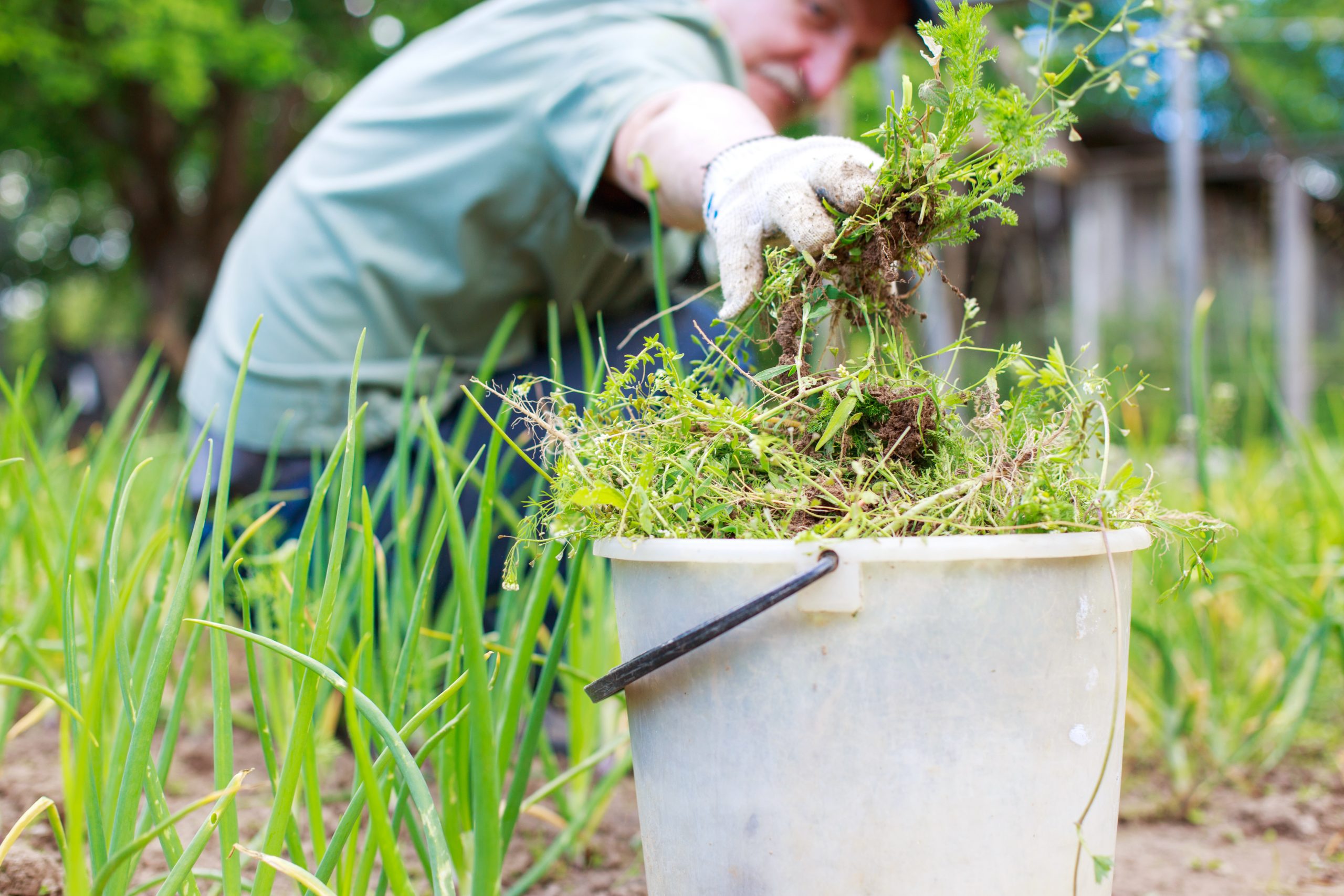 A man is weeding beds. Man in the garden